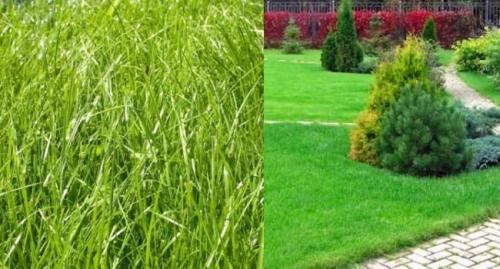 Самая мелкая газонная трава. Виды низкорослых газонных трав