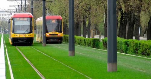 Выбор травы для газона. Какой газон лучше посадить на даче: описание и виды трав