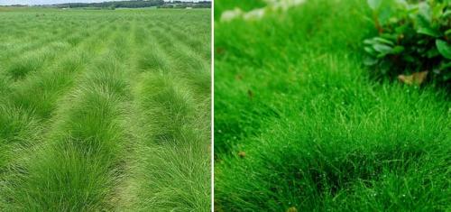 Самая мелкая газонная трава. Виды низкорослых газонных трав