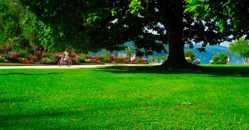 Выбор травы для газона. Какой газон лучше посадить на даче: описание и виды трав