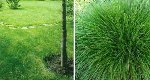 Самая мелкая газонная трава. Виды низкорослых газонных трав