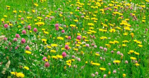 Выбор травы для газона. Какой газон лучше посадить на даче: описание и виды трав