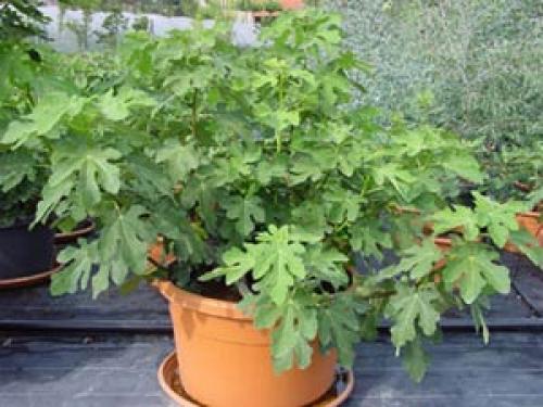 Бонсай Гранат из косточки. Бонсай — Гранат обыкновенный