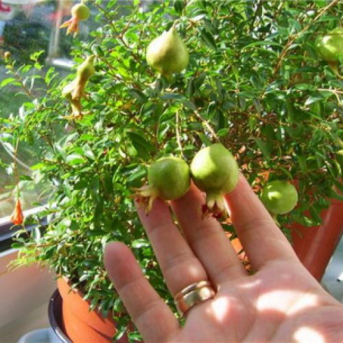 Как цветет гранат и как выглядят цветы граната. Как цветет дерево граната 08