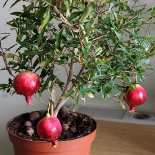 Как цветет гранат и как выглядят цветы граната. Как цветет дерево граната 03