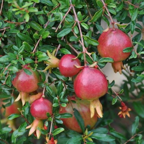 Как цветет гранат и как выглядят цветы граната. Как цветет дерево граната 07