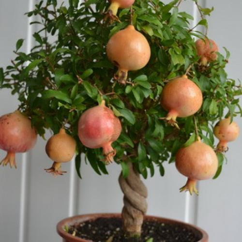 Как цветет гранат и как выглядят цветы граната. Как цветет дерево граната 09