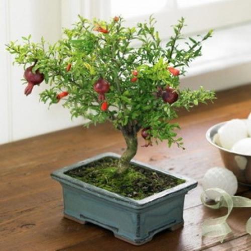 Как цветет гранат и как выглядят цветы граната. Как цветет дерево граната 11