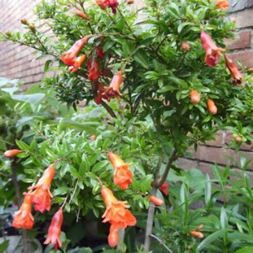 Как цветет гранат и как выглядят цветы граната. Как цветет дерево граната 06