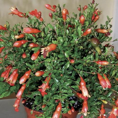 Как цветет гранат и как выглядят цветы граната. Как цветет дерево граната 05