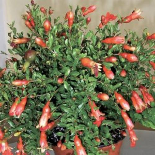 Как вырастить Гранат из косточки. Особенности выращивания граната 01 Как вырастить Гранат из косточки. Особенности выращивания граната 01