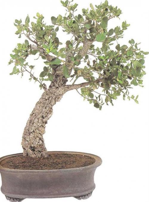 Бонсай Гранат из косточки. Бонсай — Гранат обыкновенный