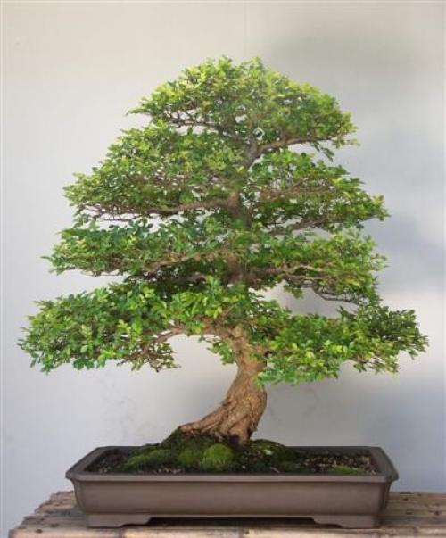 Бонсай Гранат из косточки. Бонсай — Гранат обыкновенный