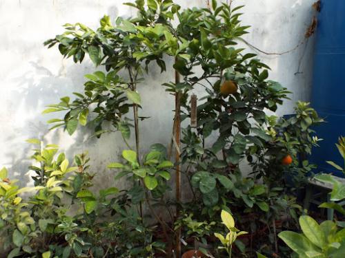 Обрезка граната весной. Разновидности обрезки