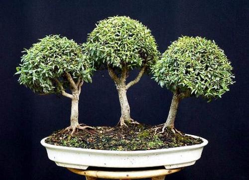 Бонсай гранат из косточки. Бонсай — Гранат обыкновенный