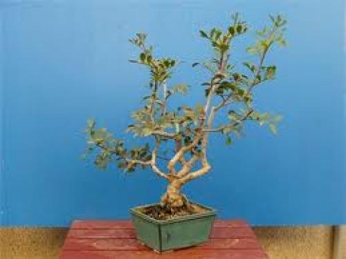 Бонсай гранат из косточки. Бонсай — Гранат обыкновенный