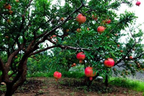 Гранат из косточки в домашних условиях. Особенности граната 02 Гранат из косточки в домашних условиях. Особенности граната 02