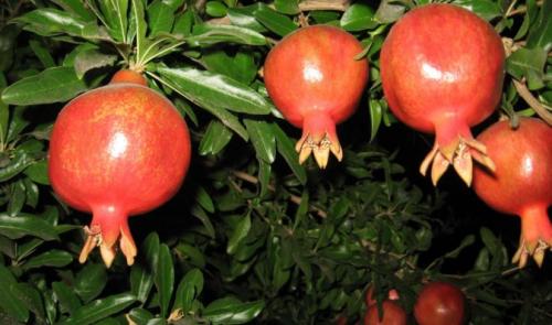 Как и когда цветет гранатовое дерево в открытом грунте. Разновидности граната, их основные характеристики и биологические особенности