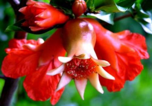 Родина граната. Общее описание