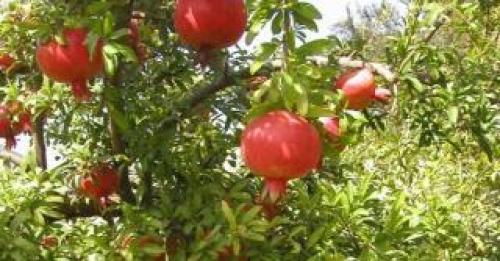 Гранат уличный морозостойкость. Гранат