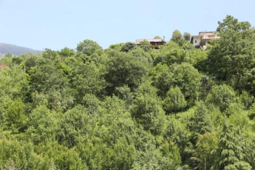 Дерево и фрукт гранат. Божественная история граната 01