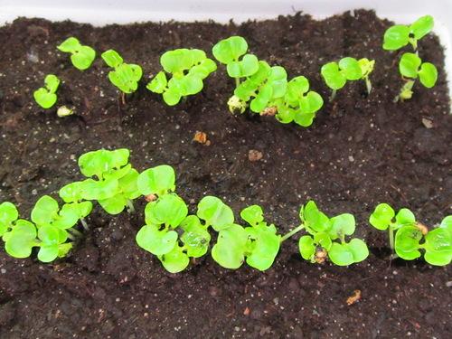 Уход за комнатным гранатом в домашних условиях. Виды комнатного граната 04