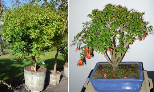 Уход за комнатным гранатом в домашних условиях. Виды комнатного граната