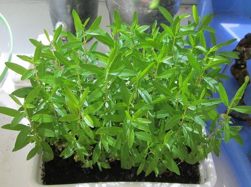 Уход за комнатным гранатом в домашних условиях. Виды комнатного граната 05