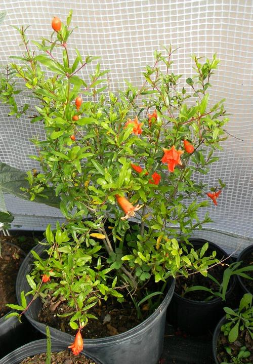 Как пересадить гранатовое дерево. Выращивание граната в домашних условиях в горшке