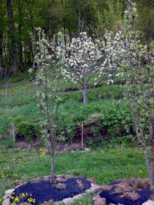 Плодовый сад с нуля. Плодовый сад на новый лад