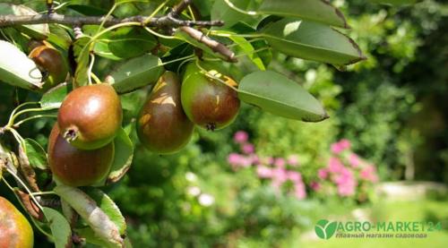 Планировка сада и огорода. Планировка огорода: выбираем место 20