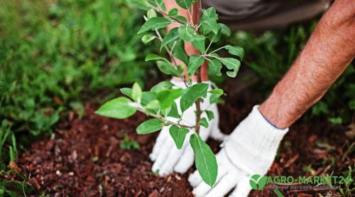 Планировка сада и огорода. Планировка огорода: выбираем место 22