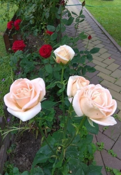 Приобрели полуразрушенную халупу. 07