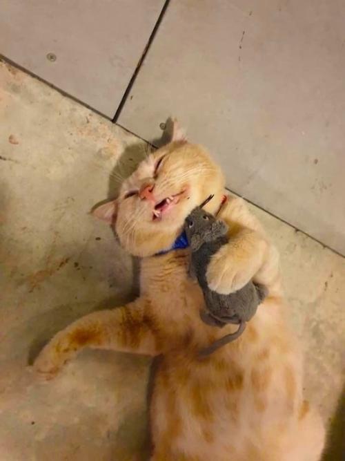 Вот Бобби - кот соседа, который часто заходит в наш ресторан вместе со своей плюшевой мышью. 02