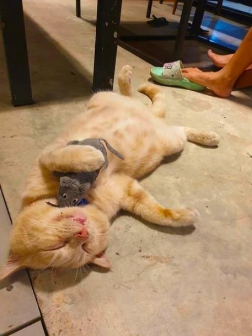 Вот Бобби - кот соседа, который часто заходит в наш ресторан вместе со своей плюшевой мышью. 01