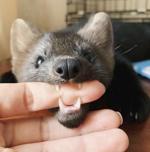 Девушка захотела завести себе соболя дома, но не стала приобретать зверька с рук. 01