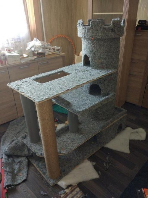 Ремонт в квартире конечно хорошо, но и о коте не стоит забывать. 07