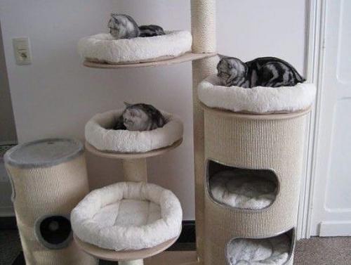 Когда хозяева очень своих пушистых друзей любят. 03