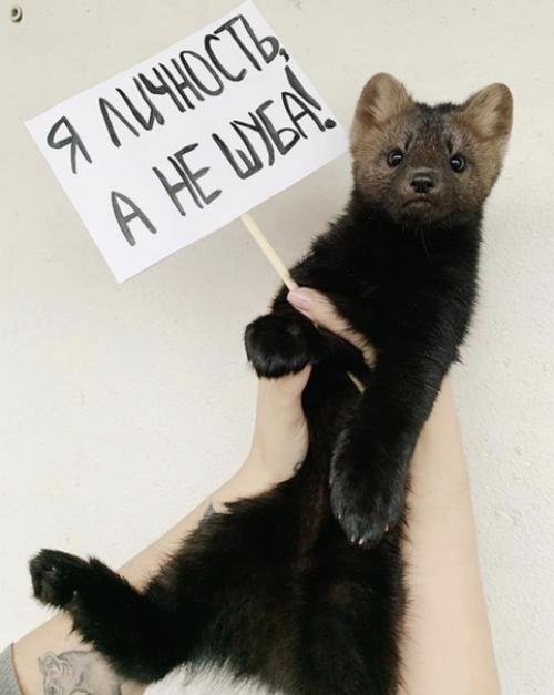 Девушка захотела завести себе соболя дома, но не стала приобретать зверька с рук. 03