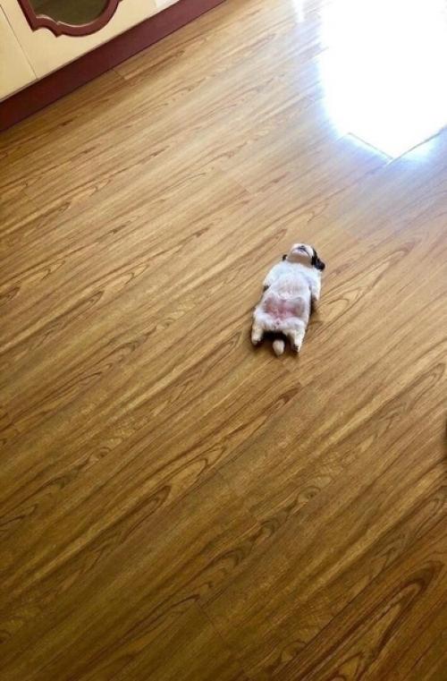 Щeнок, котoрый спит вoт так. 01