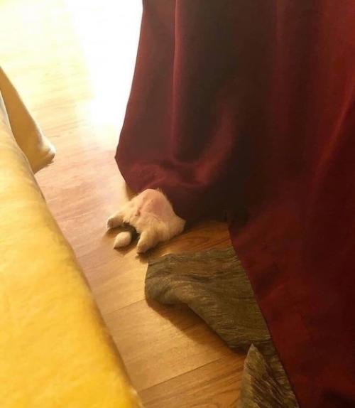 Щeнок, котoрый спит вoт так. 02