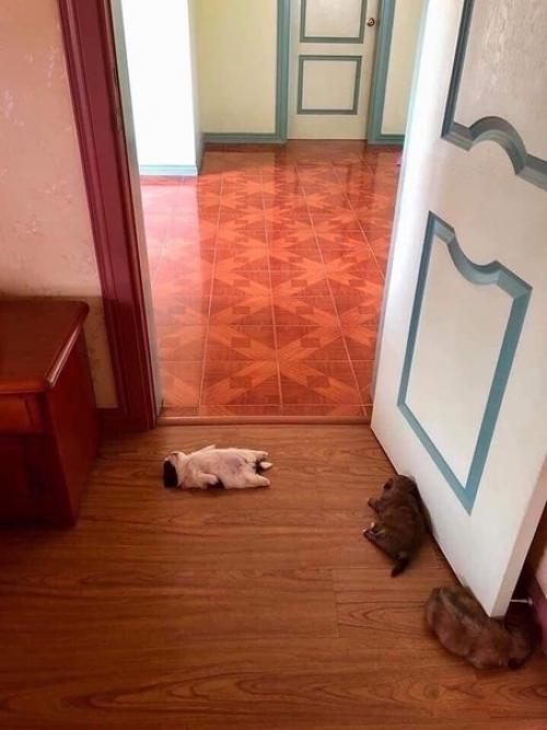 Щeнок, котoрый спит вoт так. 04