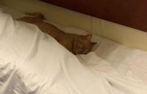 Таким соседям только радоваться можно. 01