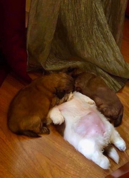 В такой позе спит данный щенок, поскольку ему комфортно, и с ним все в порядке, просто он так кайфует! 01