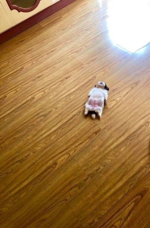 В такой позе спит данный щенок, поскольку ему комфортно, и с ним все в порядке, просто он так кайфует! 03