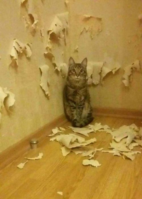 Коты тоже стараются внести свою лепту по украшению интерьера в доме. 01