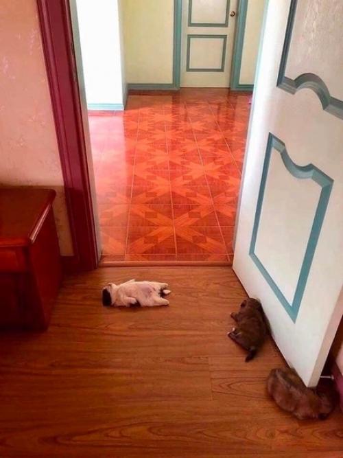 В такой позе спит данный щенок, поскольку ему комфортно, и с ним все в порядке, просто он так кайфует!