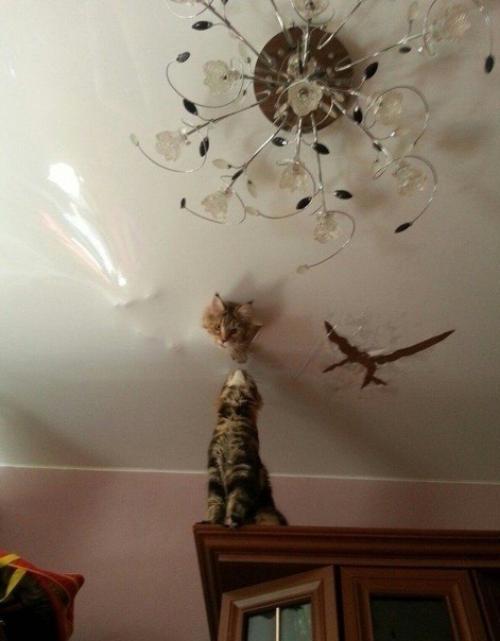 Коты тоже стараются внести свою лепту по украшению интерьера в доме. 03