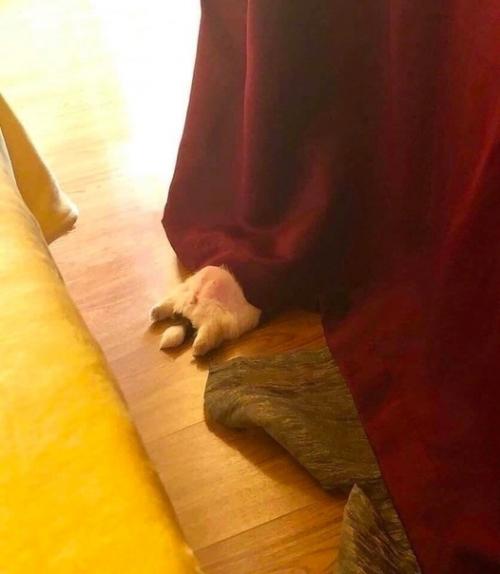 В такой позе спит данный щенок, поскольку ему комфортно, и с ним все в порядке, просто он так кайфует! 04