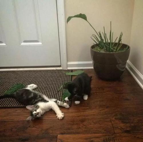 Коты тоже стараются внести свою лепту по украшению интерьера в доме.